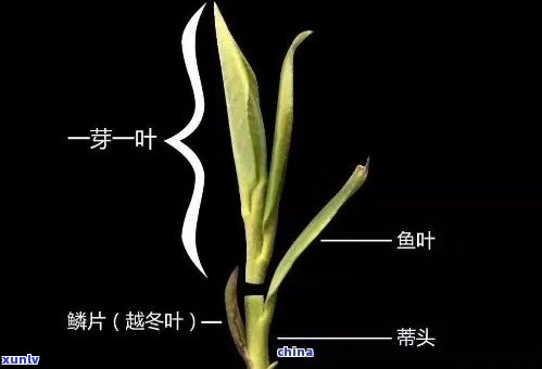 茶叶：芽头好还是叶子好？探讨口感与营养的差异