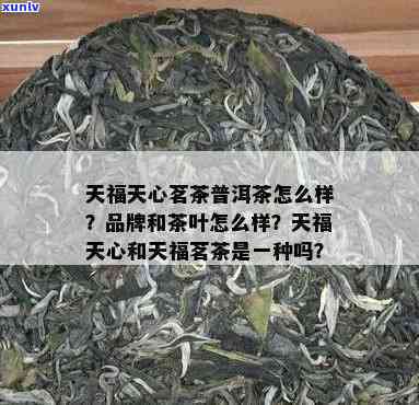 天福天心和天福茶叶：是同一种吗？天福天心茶叶品质如何？