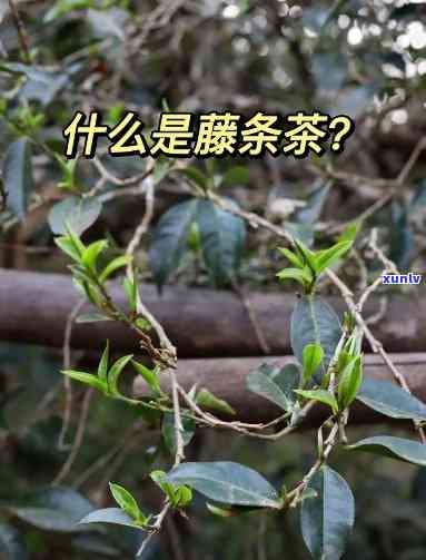 藤茶叶与藤条：哪一种更实用？