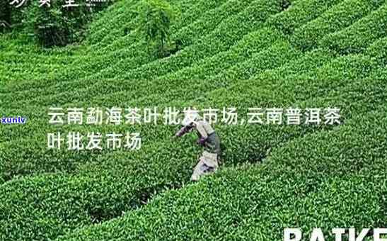 昆明哪里茶叶市场便宜，寻找实？昆明茶叶市场低价攻略