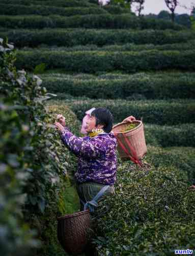 家坞茶农，探访家坞茶农，品味江南茶叶文化