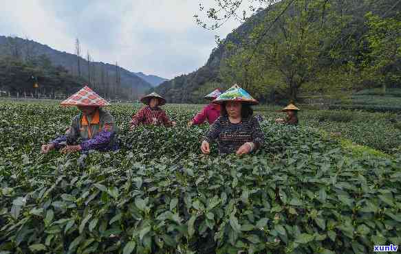 家坞茶农，探访家坞茶农，品味江南茶叶文化