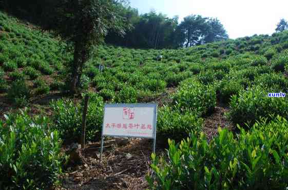 晨礼茶叶家坞8号-家坞礼品茶定点生产基地