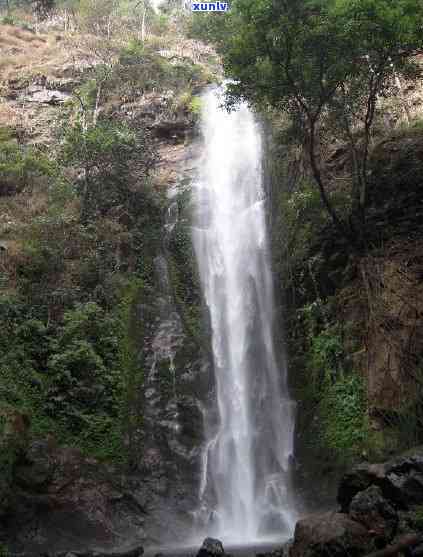 青山绿水茶叶怎么喝-青山绿水茶叶怎么喝好