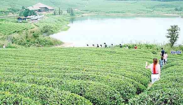 探究我爷爷种的茶叶：品种、特点及命名来源