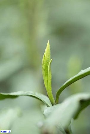 竹叶青茶叶味道如何-竹叶青茶叶味道如何形容