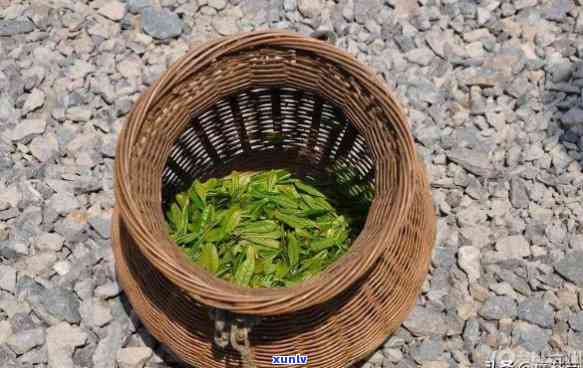 浙江的茶叶好不好，探究浙江茶叶的品质：好还是不好？