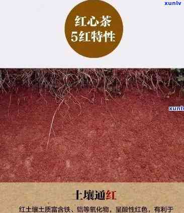 有一种茶叶叫什么红的名字，探索神秘的东方美味：揭秘名为'什么红'的独特茶叶