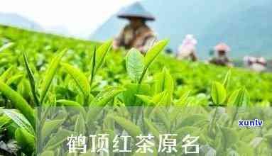 更高端的茶叶鹤顶红-鹤顶红 茶