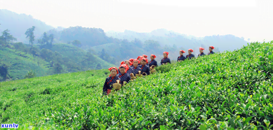 信阳茶叶节什么时候开始举行，寻找答案：信阳茶叶节的举办时间是什么时候？