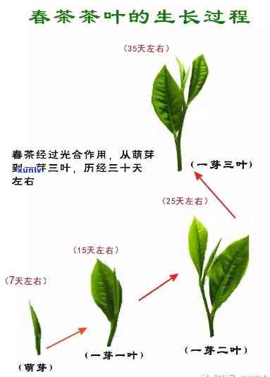 适合茶叶生长的气候类型及其特点