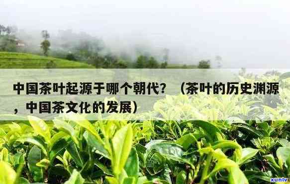 茶叶起源于哪个时期？探究茶叶起源的历进程