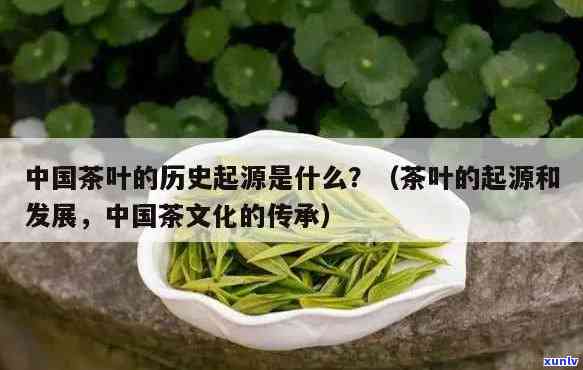 茶叶起源于哪个时期？探究茶叶起源的历进程