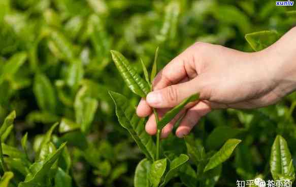 茶叶是在什么时候成熟的，揭秘茶叶成熟时间：何时采摘才能品尝到口感？