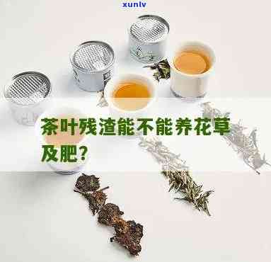 冲泡过的茶叶可不可以种花，茶叶渣变废为宝：冲泡过的茶叶可以种花吗？