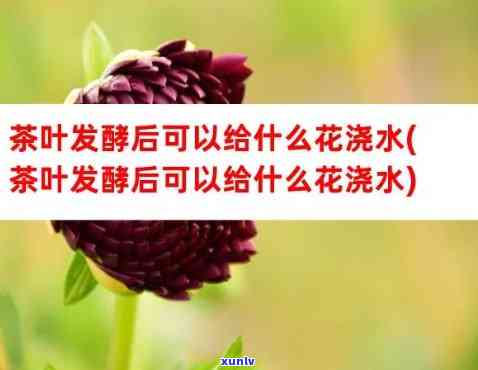 茶水发酵浇花教程：如何让废茶焕发新生命？