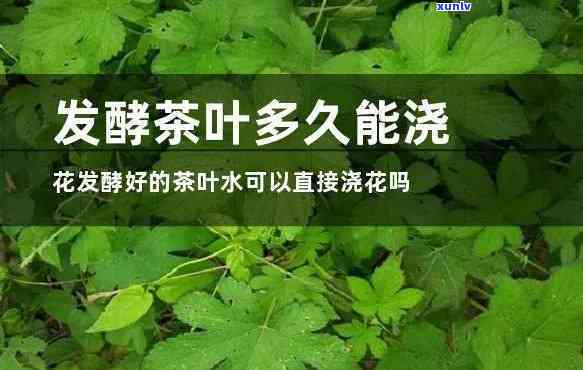 茶水发酵浇花教程：如何让废茶焕发新生命？