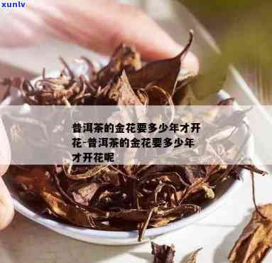 茶叶要放几年有金花-茶叶要放几年有金花吗