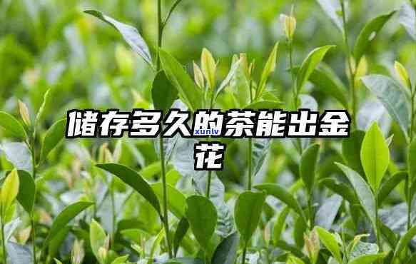 茶叶要放几年有金花-茶叶要放几年有金花吗