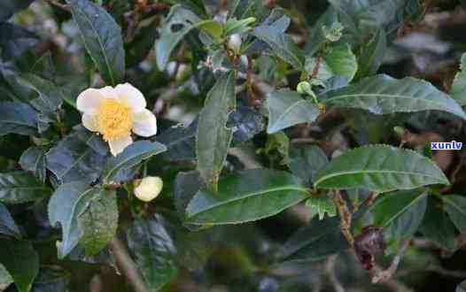 可与茶叶一起泡的花品种及图片大全