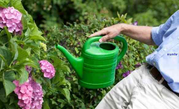 茶叶水能否浇花，茶叶水：可以用来浇花吗？