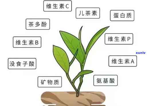 茶叶中的维生素：揭示其作为抗氧化剂的作用与重要性