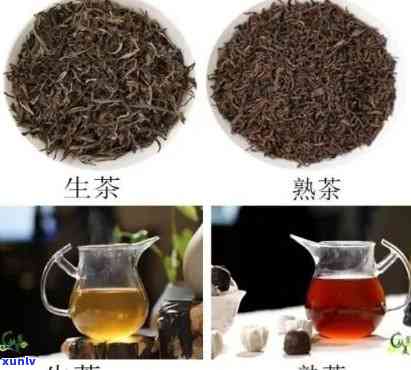 茶叶分生茶和熟茶，探究茶叶的两种分类：生茶与熟茶的区别