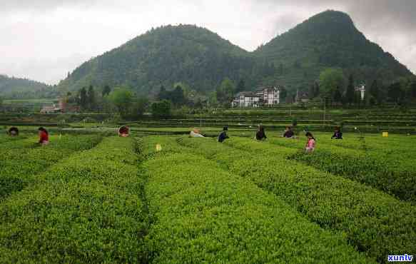 深入探索都匀茶博园的茶叶文化：图文并茂的详细介绍