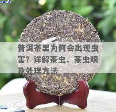 茶叶有虫眼是否代表没打农药？