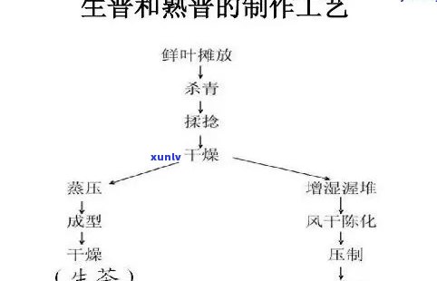 茶叶发酵后成分变化图：从叶到成品的全程解析