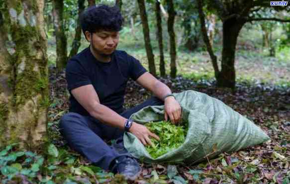 帮他爷爷卖茶叶，子助力爷爷，茶叶销售大增！