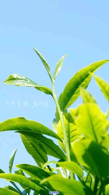 夸奖茶叶味道好的话-夸奖茶叶味道好的话语