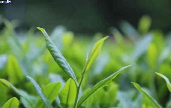 夸奖茶叶味道好的话-夸奖茶叶味道好的话语