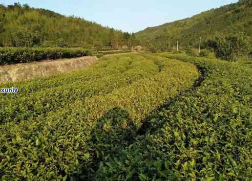 武夷山茶叶基地 *** -武夷山茶叶基地 *** 号码