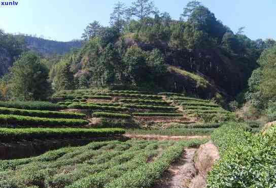 武夷山茶叶基地 *** -武夷山茶叶基地 *** 号码