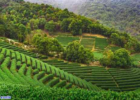 牙痛可以喝茶叶茶吗-牙痛可以喝茶叶茶吗女生