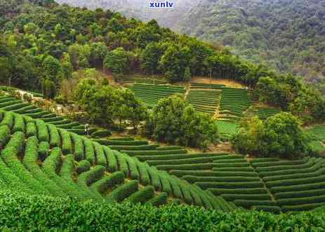 牙痛可以喝茶叶茶吗-牙痛可以喝茶叶茶吗女生