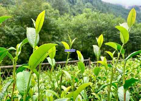 海拔高对茶叶的作用有多大？探讨其对茶叶品质的关键作用