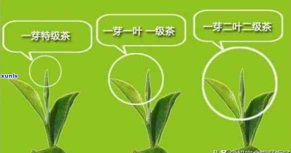 如何区分茶叶好坏？详解图解教程与视频全攻略