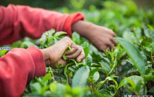 挑茶叶怎样闻出好坏呢，如何通过闻味来鉴别茶叶的好坏？