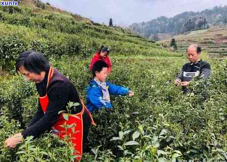 茶叶吸味道时效：影响因素与实践