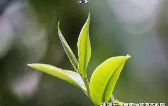 防止天茶叶水变馊，如何防止天茶叶水变馊？