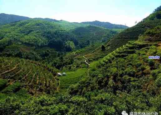 潮州凤凰山茶场位置全揭秘