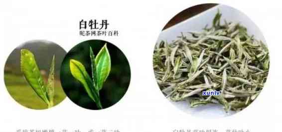 海南白沙茶叶是什么茶，「海南白沙茶叶」：探寻这款神秘的茶叶种类