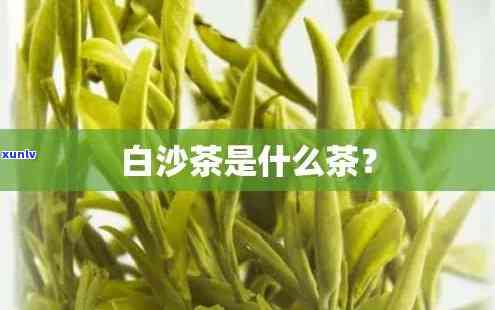 海南白沙茶叶是什么茶类，探秘海南白沙茶叶：属于何种茶类？