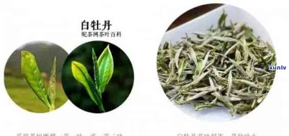 海南白沙茶叶是什么茶类，探秘海南白沙茶叶：属于何种茶类？