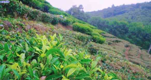 海南白沙茶叶是什么茶类，探秘海南白沙茶叶：属于何种茶类？