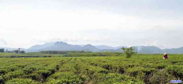 海南白沙茶厂，探索海南白沙茶厂：品味地道的海南茶叶