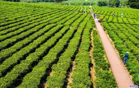 海南白沙茶厂，探索海南白沙茶厂：品味地道的海南茶叶