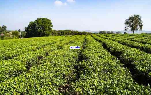 海南白沙茶厂，探索海南白沙茶厂：品味地道的海南茶叶